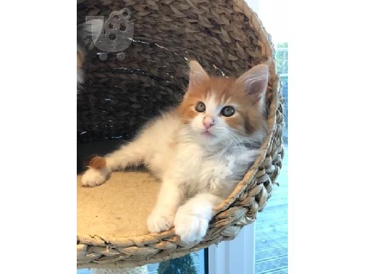 Maine Coon γατάκια προς πώληση